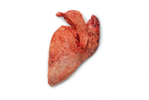 Pulmones