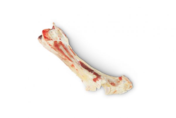 Schank bone